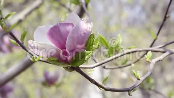 木兰在树枝上开花视频的预览图