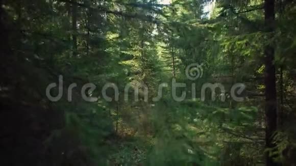 带背包的女游客在树林里散步视频的预览图