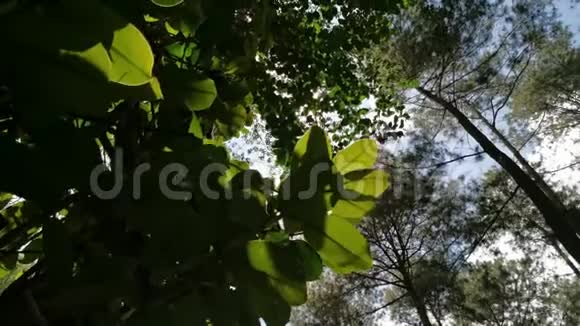 美丽的植物阳光透过树叶视频的预览图
