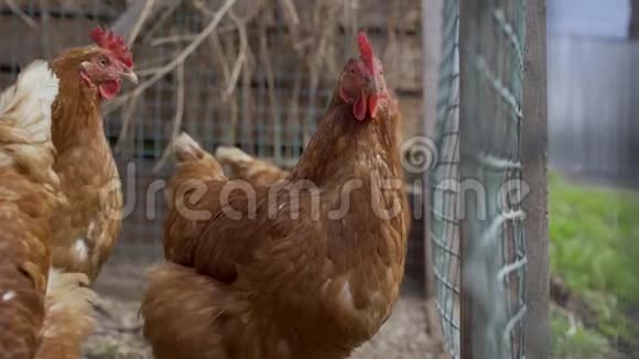 一只棕色母鸡住在乡下一边吃东西一边享受户外活动一边打扫卫生视频的预览图