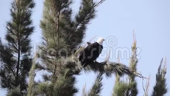树枝上的非洲鱼鹰视频的预览图
