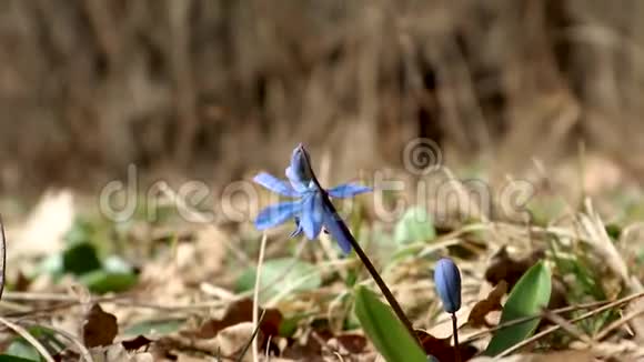 蓝色的樱花春花大自然宏观视频的预览图