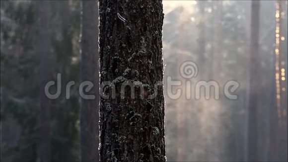 太阳暖和霜冻时树上冒出蒸汽视频的预览图