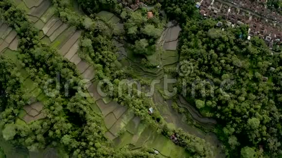巴厘岛特加拉朗水稻梯田的空中视频俯视图视频的预览图