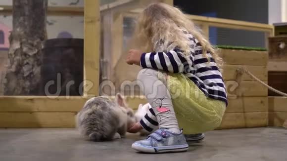 金发小孩在动物园农场喂兔子万向节运动视频的预览图