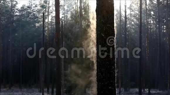 太阳暖和霜冻时树上冒出蒸汽视频的预览图