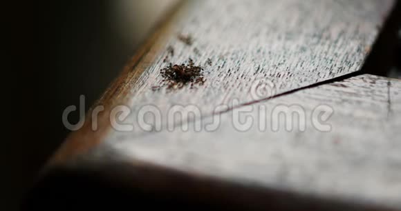 蚁群在木桌上吃剩饭昆虫在寻找生存的食物视频的预览图