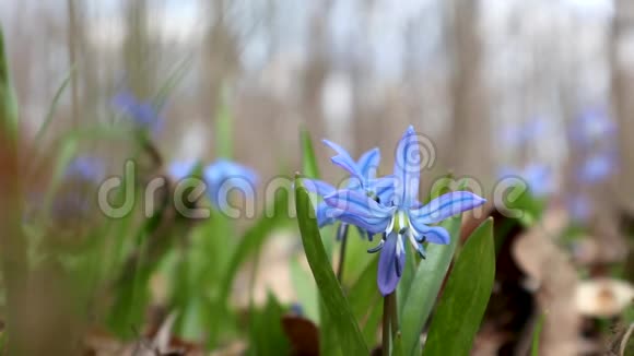 蓝色的樱花春花大自然宏观视频的预览图