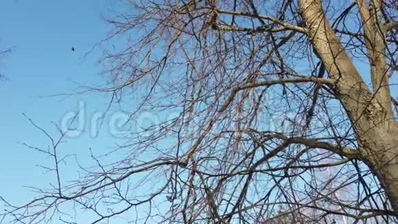 冬天一棵树在蓝天上的树枝视频的预览图