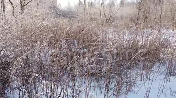 冬季景观中冻草和树枝上的阳光视频的预览图