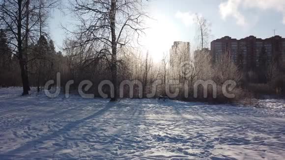 冬季景观中冻草和树枝上的阳光视频的预览图