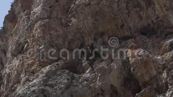 一只蓄着胡须的秃鹫在山墙的背景下哭泣视频的预览图