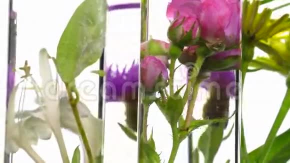 试管中的玫瑰金银花蓟和蒲公英视频的预览图