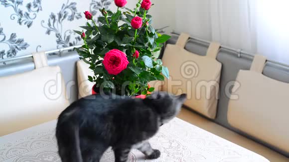 一只灰色的小猫走在盆花旁视频的预览图