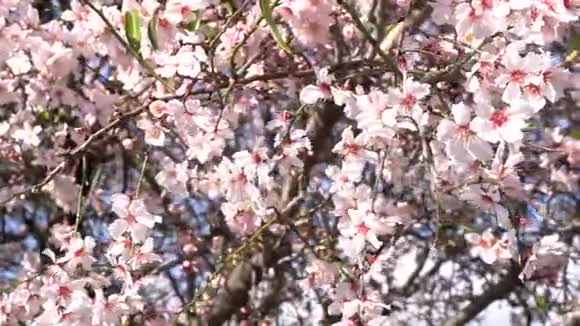 关闭盛开的杏仁树视频的预览图