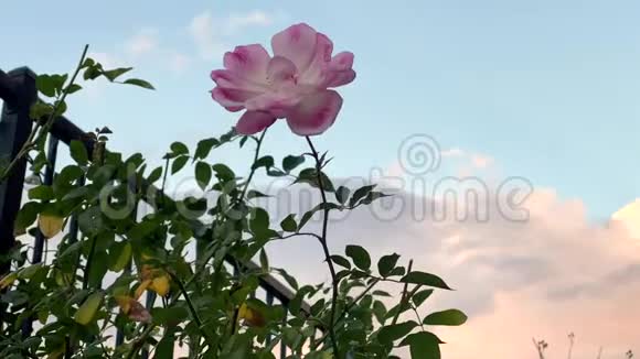 粉红色盛开的粉红色玫瑰花与缓慢移动的云视频的预览图