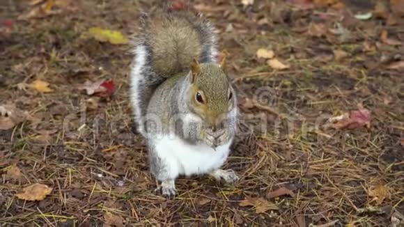 秋天公园里的灰松鼠吃坚果视频的预览图