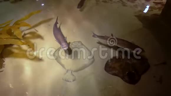 海鱼在游泳池里游泳漂浮着骡子游泳躺在比目鱼的底部视频的预览图