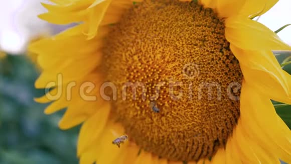 蜂花粉太阳花关闭慢动作视频的预览图