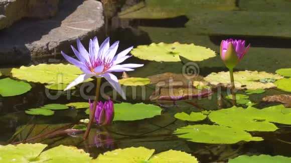 池塘里的睡莲视频的预览图