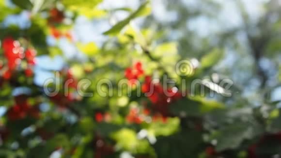 花园里新鲜成熟的红醋栗高清视频视频的预览图