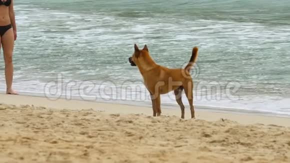 狗在海滩上散步视频的预览图