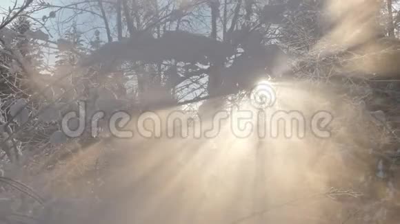 在霜冻的冬枝上灿烂温暖的阳光视频的预览图