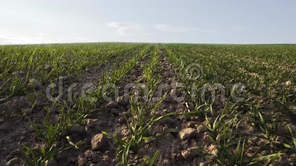 春天有晴云的农业田麦芽透过土壤窥视着耕地视频的预览图