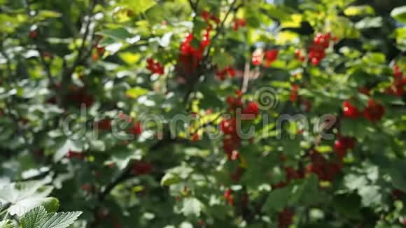 花园里新鲜成熟的红醋栗高清视频视频的预览图