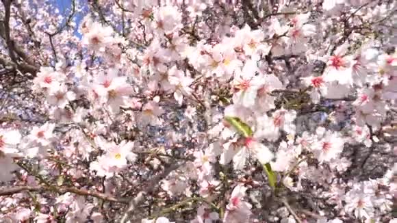 合上盛开的杏树视频的预览图