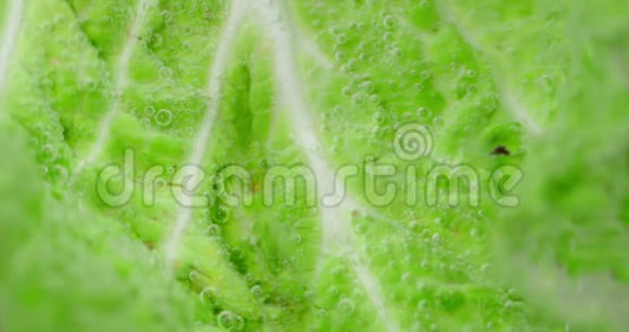 新鲜卷心菜在水中的绿叶视频的预览图