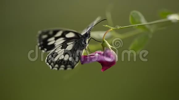 一种蝴蝶在飞前在一朵田野的花上展开翅膀视频的预览图