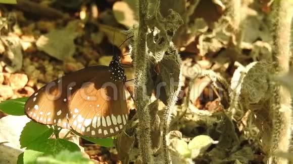 蝴蝶从花丛中跳下来慢动作视频的预览图