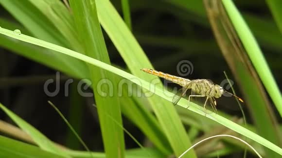 美丽大自然情景蜻蜓显示眼睛和翅膀的细节DD视频的预览图