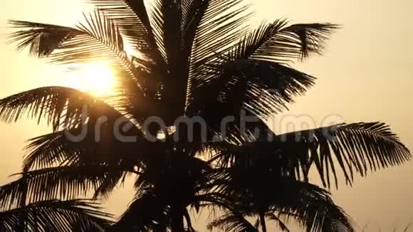 日落背景上的棕榈树剪影美丽的背景棕榈树和太阳视频的预览图