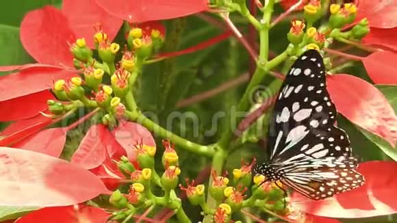 蝴蝶从花丛中跳下来慢动作视频的预览图