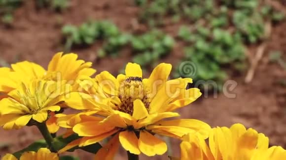 蜜蜂采花花蜜花粉春季晴天慢动作视频的预览图