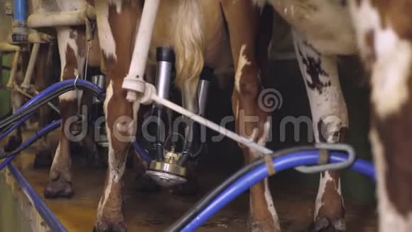 用挤奶机挤奶奶牛视频的预览图