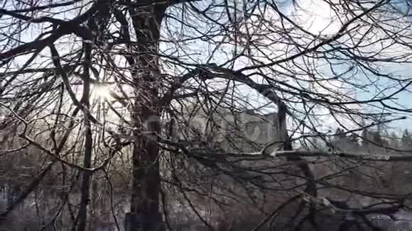 冬天冻僵的树枝上的阳光视频的预览图