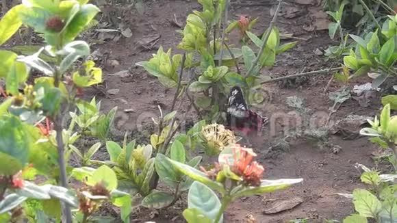 蝴蝶红海军紫丁香夏天花园视频的预览图