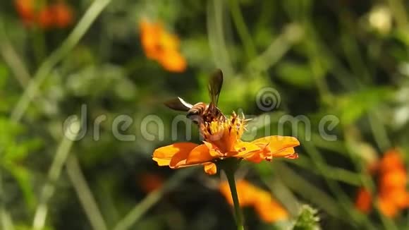 橙花上的蜜蜂视频的预览图