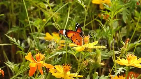 秋天迁徙的帝王蝶在雪绒花上觅食视频的预览图
