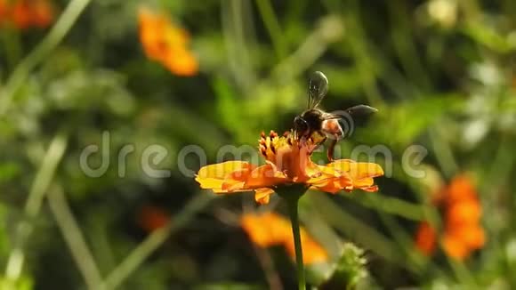 蝴蝶从花丛中跳下来慢动作视频的预览图