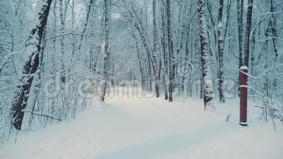 傍晚的冬雪森林蓝色时刻倾斜射击视频的预览图