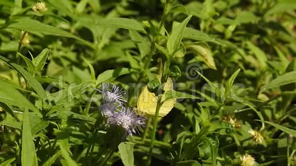 蝴蝶吃花的花粉出门花园视频的预览图