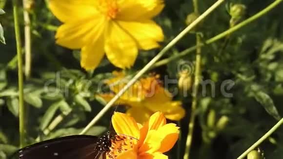 蝴蝶吃花的花粉出门花园视频的预览图