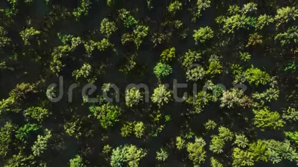 五颜六色的鸟瞰摄像机从茂密的混合树顶的绿色森林中移动视频的预览图