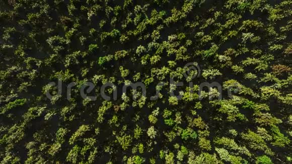 五颜六色的鸟瞰摄像机从茂密的混合树顶的绿色森林中移动视频的预览图