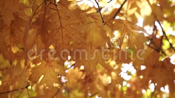 太阳光线背景上的黄叶美丽的秋天背景视频的预览图