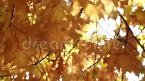 金秋黄叶树枝上视频的预览图